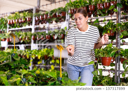 Girl see over pot with houseplant syngonium penjar arrow green in store for amateur gardeners. Girl see over pot with houseplant syngonium penjar arrow green in store for amateur gardeners. 137317899