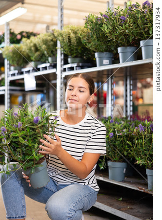 Girl customer-onlooker curiously examines showcase exhibition with indoor evergreens flowering hebe Girl customer-onlooker curiously examines showcase exhibition with indoor evergreens flowering hebe 137317934