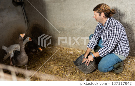 Male farmer feeding geese in the backyard of village house Male farmer feeding geese in the backyard of village house 137317942