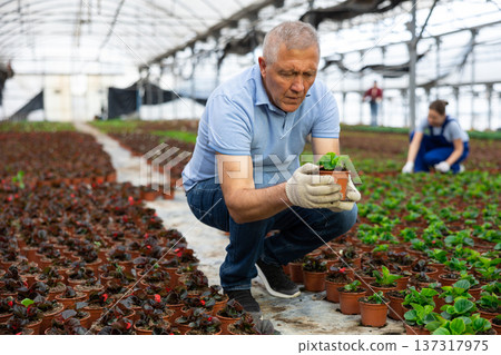 Mature male employee of wholesale warehouse of ornamental plants inspects young begonia seedlings 137317975