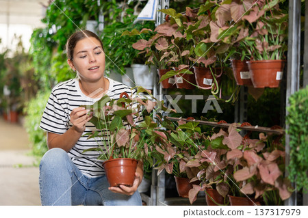 In flower shop girl chooses plant syngonium red heart penjar to grow on windowsill In flower shop girl chooses plant syngonium red heart penjar to grow on windowsill 137317979