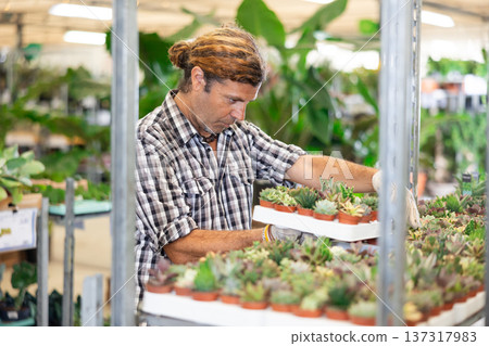 Male florist arranging potted succulents on rack in greenhouse Male florist arranging potted succulents on rack in greenhouse 137317983