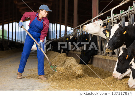 Young female farmer feeding cows on dairy farm 137317984