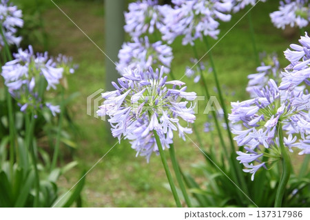 六月花 百子蓮 2 137317986