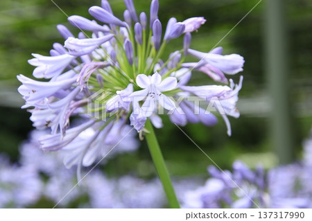 六月花百子蓮 6 137317990