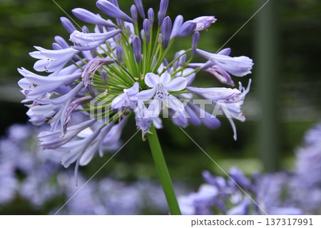 六月花百子蓮 7 137317991