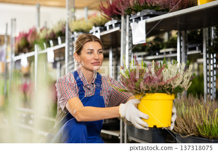 Young saleswoman arranging blooming heather in pots in garden store Young saleswoman arranging blooming heather in pots in garden store 137318075