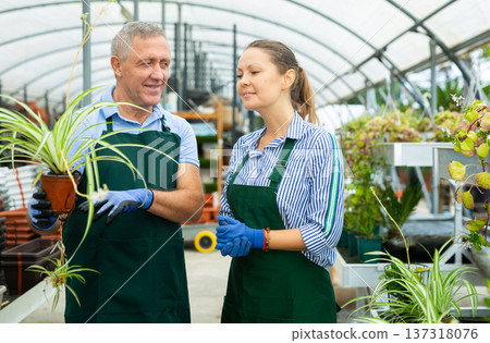 Two skilled male and female gardeners in apron talking about potted Chlorophytum comosum Variegatum plant in glasshouse Two skilled male and female gardeners in apron talking about potted Chlorophytum comosum Variegatum plant in glasshouse 137318076