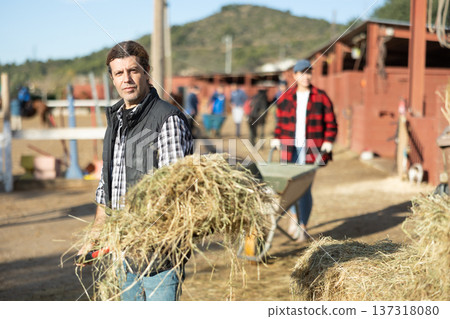 Confident middle-aged man holding pile of hay on pitchfork for feeding horses on farm 137318080