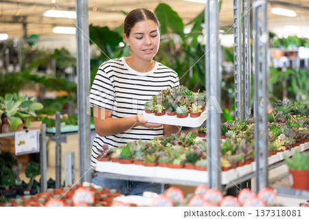 Near shelf with indoor flowers, girl chooses healthy young plant succulent to grow on windowsill. Near shelf with indoor flowers, girl chooses healthy young plant succulent to grow on windowsill. 137318081