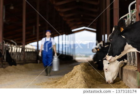 Black and white dairy cows eating hay peeking through stall fence against of farmer with metal can on livestock farm 137318174