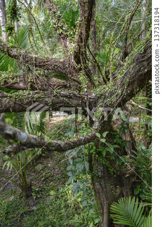 A bizarrely branching trunk of a tropical tree entwined with vines in a forest on Hainan in China A bizarrely branching trunk of a tropical tree entwined with vines in a forest on Hainan in China 137318194