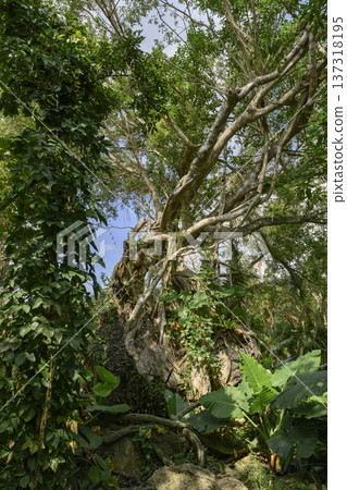 A bizarrely branching trunk of a thousand-year-old tropical tree entwined with vines in China A bizarrely branching trunk of a thousand-year-old tropical tree entwined with vines in China 137318195