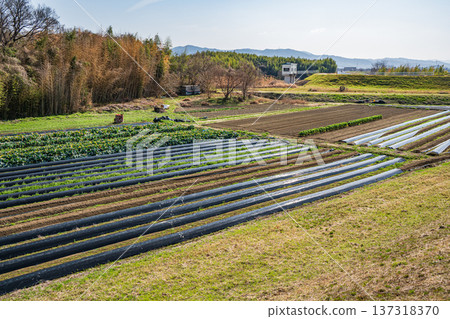 京都府京田邊市木津川岸邊的菜地 京都府京田邊市木津川岸邊的菜地 137318370