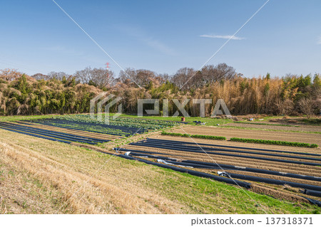 京都府京田邊市木津川岸邊的菜地 京都府京田邊市木津川岸邊的菜地 137318371