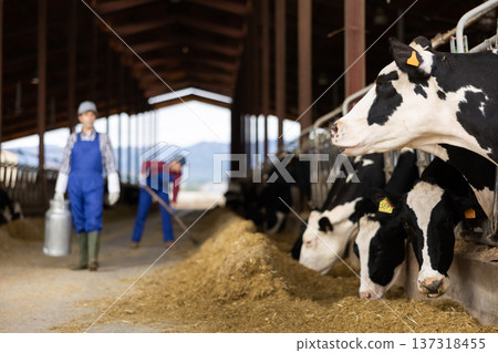 Male farm worker carrying big milk can walking in cowshed on dairy farm 137318455