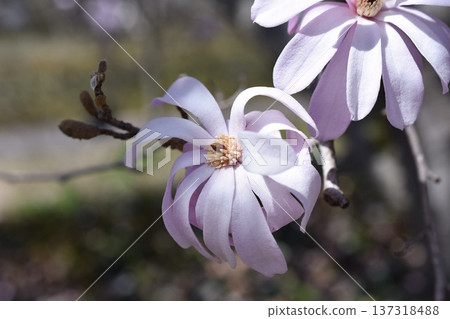 Sidekobushi花 Sidekobushi花 137318488