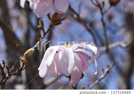 Sidekobushi花 Sidekobushi花 137318489