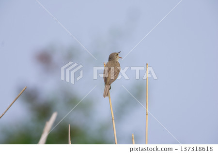 Oyo Yoshikiri 137318618