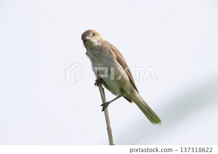 Oyo Yoshikiri 137318622