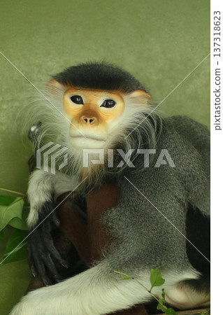 Portrait of a Red-shanked Douc Langur | A beautiful primate native to Vietnam 137318623