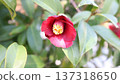 Red camellia 137318650