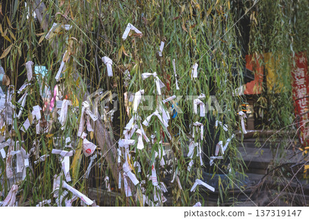 Nov 29 2025 Musubi Yanagi Sacred Willow Tree at Rokkaku do 137319147