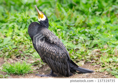 Cormorant Cormorant 137319735