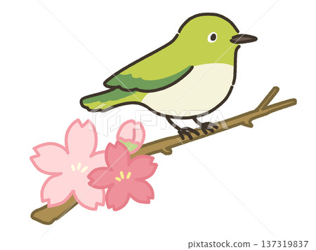 棲息在櫻花樹枝上的白眼鳥的插圖 棲息在櫻花樹枝上的白眼鳥的插圖 137319837