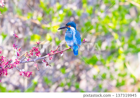 Kingfisher 137319945