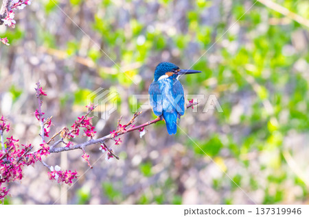 Kingfisher Kingfisher 137319946