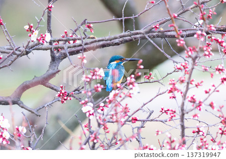 Kingfisher Kingfisher 137319947