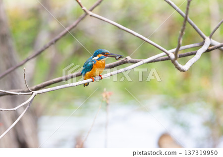 Kingfisher Kingfisher 137319950