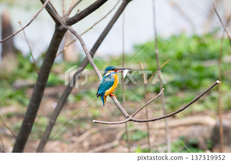 Kingfisher 137319952