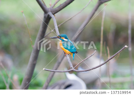 Kingfisher Kingfisher 137319954