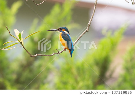 Kingfisher Kingfisher 137319956