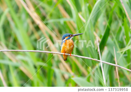 Kingfisher Kingfisher 137319958