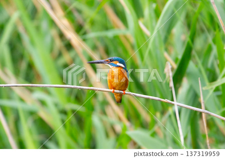 Kingfisher Kingfisher 137319959