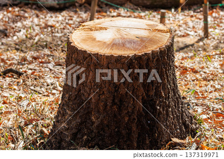 景觀與樹樁 137319971