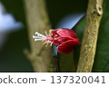 Pavonia strictiflora flowers wet with rain 137320041