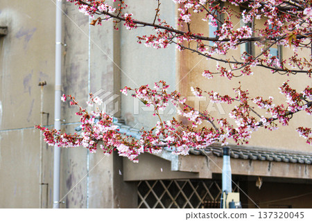 The streetscape of the Itokawa Promenade and branches of the blooming Atami cherry blossoms (Atami City, Shizuoka Prefecture) 137320045