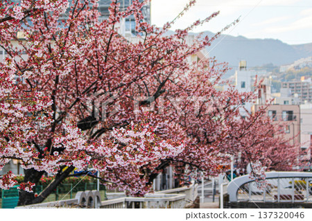 A close-up of the tips of Atami cherry blossom branches near full bloom (Atami City, Shizuoka Prefecture) 137320046