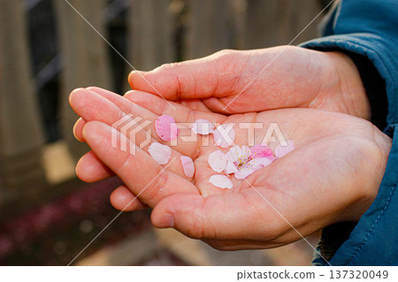 Atami cherry blossom petals and a single flower held in both hands (Atami City, Shizuoka Prefecture) 137320049