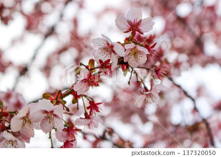 Pale pink flowers and buds blooming on the tips of Atami cherry blossom branches (Atami City, Shizuoka Prefecture) 137320050
