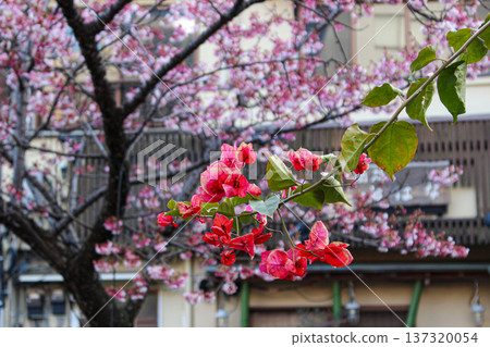 糸川步道上的三角梅，背景是熱海櫻花（靜岡縣熱海市） 137320054