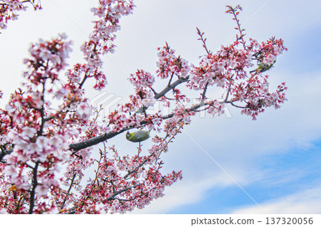 A Japanese white-eye resting on the Atami cherry blossoms on the Itokawa Promenade (Atami City, Shizuoka Prefecture) 137320056
