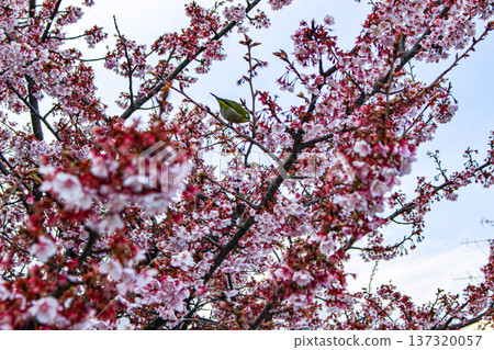 一隻繡眼鳥棲息在熱海櫻花樹的枝頭（靜岡縣熱海市糸川長廊） 137320057