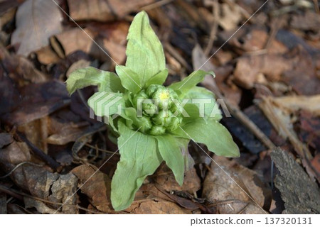 Fuquinot told spring 137320131