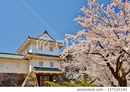 長岡城櫻花盛開 137320140
