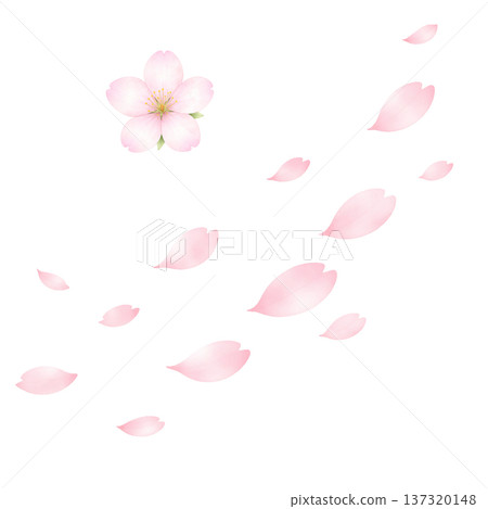 櫻花、櫻花花瓣、花瓣、花朵、花、花卉插圖、花卉材料 137320148